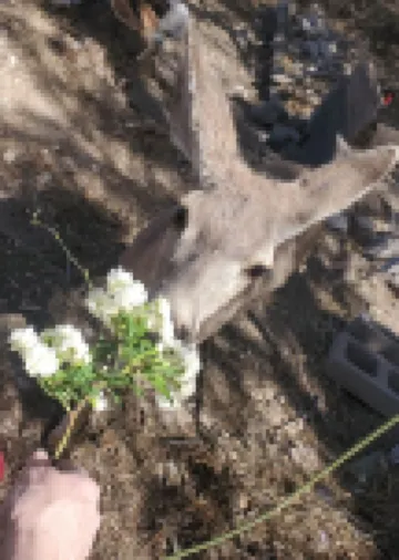 Welcome to Vigilante Inn