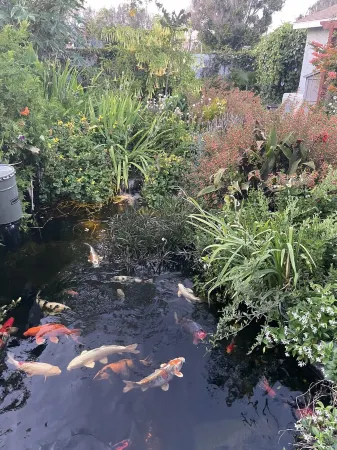 Garden oasis - 4 bedroom home centrally located Отели рядом с достопримечательностью «Южный Лос-Анджелес»