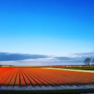 Beautiful and comfortably furnished chalet 400 meters from the beach of Petten.