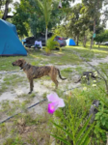 Camping Solar da Colina فنادق في 