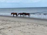 New in 2024 Carova Beach Canal Front Home!! 4X4 Required