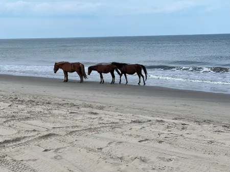 New in 2024 Carova Beach Canal Front Home!! 4X4 Required