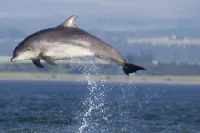Stunning quiet location with views across the Moray Firth home to dolphins. Hotels in Fortrose