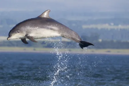 Stunning quiet location with views across the Moray Firth home to dolphins.