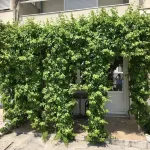 Maraština Suites - Pet friendly