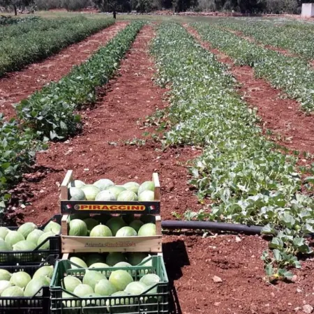 Masseria San Martino