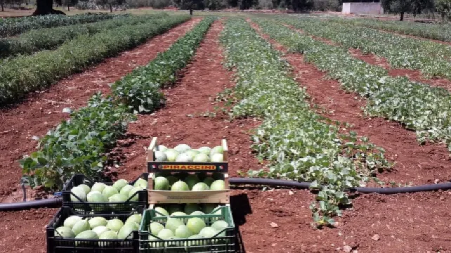 Masseria San Martino