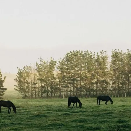 Converted milking shed on a working horse stud