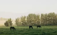Converted milking shed on a working horse stud