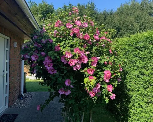 Vacation cottage Schaletzki in Barth Hotels in Barth