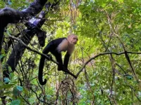 Casa Tucan #4, bed, sofabed, kitchenette