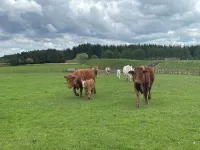 Central Scotland Cosy Farm Stay at Drovers Lodge, Perfect for families and pets! Hotels in Lanark