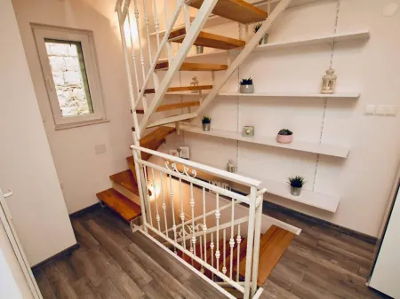 Dalmatian White Shell