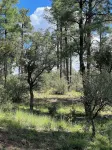 King bed and sunset views pine trees and hiking trails await you! Pinetreepalace