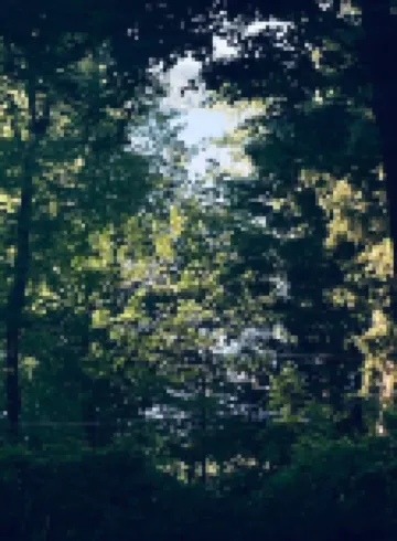 Peaceful, Serene, Lake View thru the trees