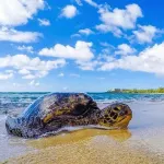 Charming 1-Bedroom Condo in Awesome Kuilima, Kahuku, Oahu,t