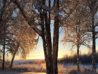 Backwoods Cabins at Susitna River Lodge Hotels in Talkeetna