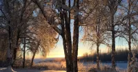 Backwoods Cabins Hotel di Matanuska-Susitna