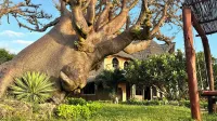 Room-38m2 Turtle Suite in a 560 m2 Villa Hotels in 