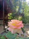 Canario Bungalows - 애견동반
