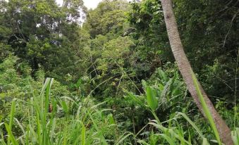 Jungla de Panama