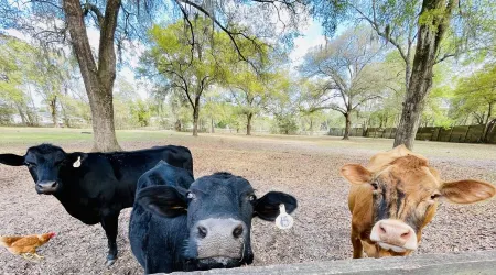 Farm living by Santos Trails & the Villages!