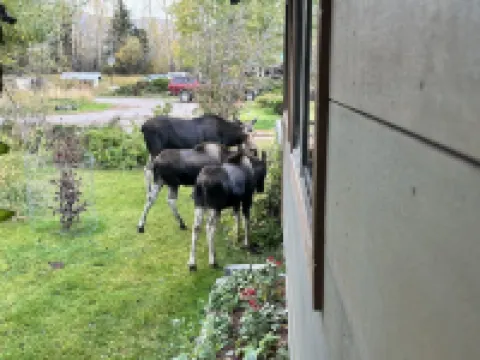 12 minutes to Grand Teton National Park. Pet Friendly.