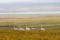 Blue View Cabin 4A with Hot Tub Hotels in Reykholt