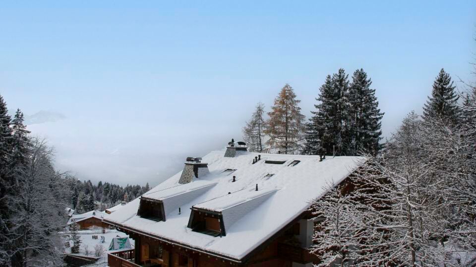 Muscardin 5/6