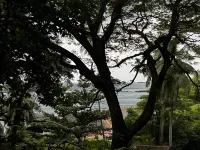 Cinnamon Grove