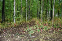 Two bedroom, fully furnished apartment with private entrance on 3 wooded acres