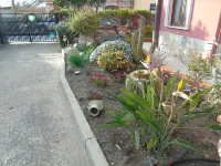 Casa da Pina - Homestays
