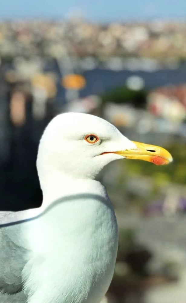 Daru Sultan Hotels Galata