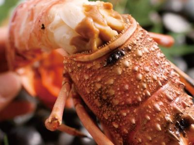 料理 胡蝶蘭の写真