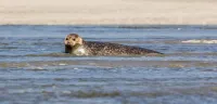 Duplex- Chant des Oiseaux - Abbeville - Baie de Somme