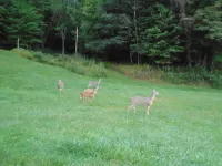 Brick cottage near Hungry Mother, Mt. Rogers Hotel di Royal Oak