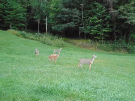 Brick cottage near Hungry Mother, Mt. Rogers