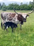 Farm Stay with outdoor firepit, Man Cave, animals