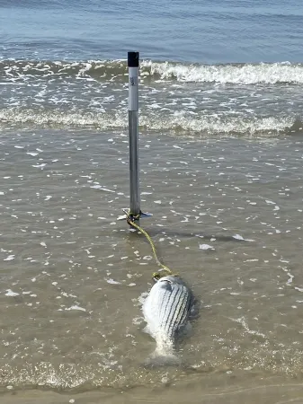 Beautiful Bayfront Home in North Cape May Отели рядом с достопримечательностью «Cape May Lighthouse»