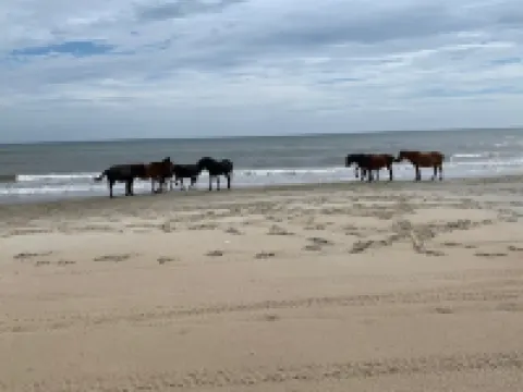 Book NOW! Dog friendly, partial Ocean View, 4x4 Area, Cozy Beach cottage . Hotels in Fruitville