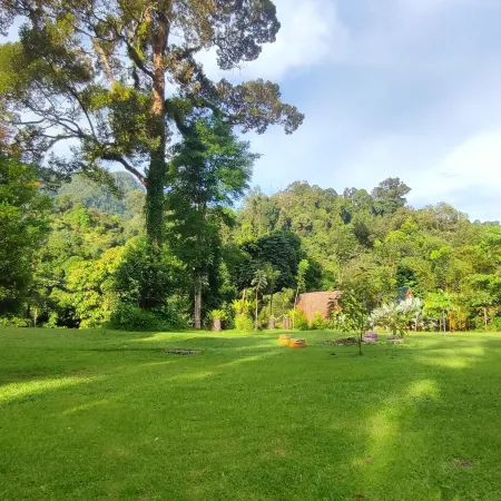 Green Forest Tangkahan
