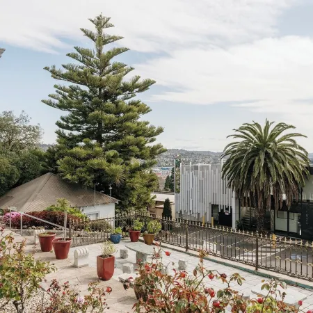 Areca Launceston