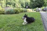 Vacation apartment Zum Vierbeiner