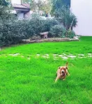 Garden view apartment