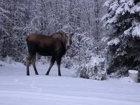 Aurora viewing 3BR/2BA home, plus heated 2 car garage, North Pole, AK.