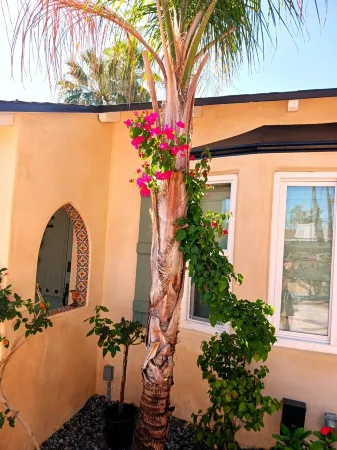 Palm Springs First 420 LGBTA Shiloh Pet-Friendly near downtown Отели в г. Палм-Спрингс