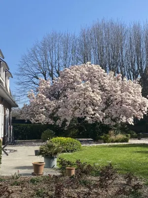 Renovated apartment in a quiet Anglo-Norman house Hotels in Tourcoing