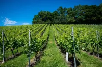 new, detached holiday home Hotel a Kressbronn am Bodensee