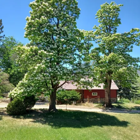 Catalpa Cottage is named after the giant Catalpa trees surrounding the cottage ~