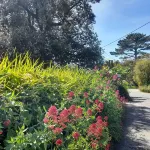 Beautiful cottage 1/2 mile from Mousehole